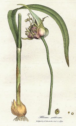 Garlic ( রসুন -Roshun ) — 2